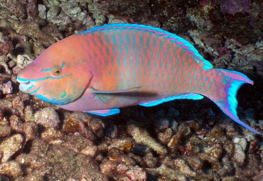 Maui: Beginner Discovery Scuba Dive Excursion from Lahaina - Safety rules in plain English (including the flying restriction)