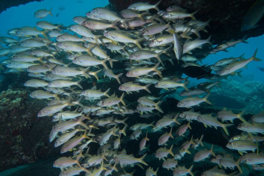 Maui: Beginner Discovery Scuba Dive Excursion from Lahaina - Price and value: does $238 make sense?