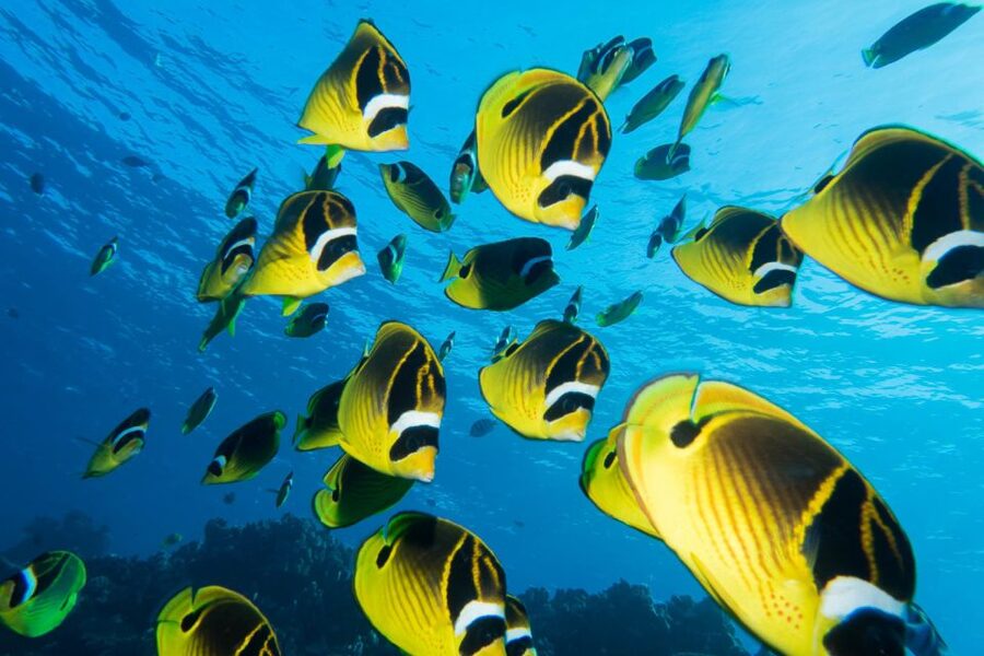 Maui: Beginner Discovery Scuba Dive Excursion from Lahaina - How the 150 minutes usually play out: shore skills to reef water