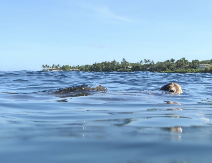 Maui: Beginner Level Private Stand-Up Paddleboard Lesson - Stand-Up Paddleboarding Basics, Without the Guesswork