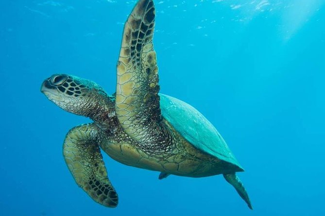 Maui Certified Shore Diving from Lahaina - Key things to know before you go