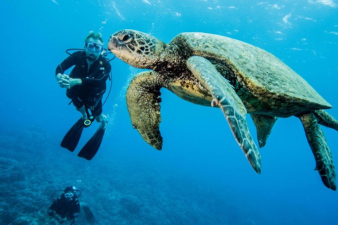 Maui Certified Shore Diving from Lahaina - A shallow-reef shore scuba session with a naturalist guide