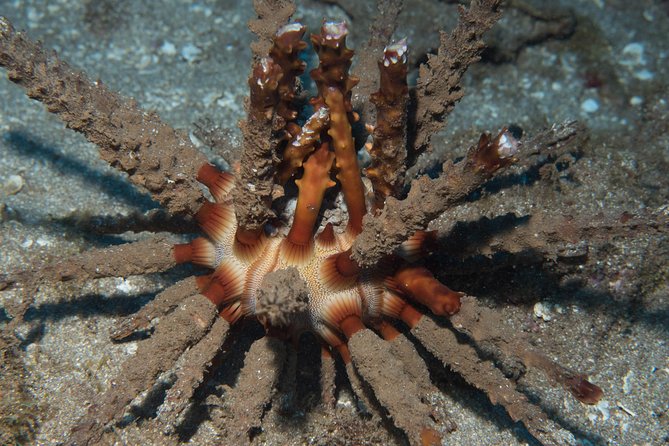 Maui Certified Shore Diving from Lahaina - What happens before you hit the water: gear, sizing, and waiver