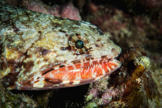 Maui Certified Shore Diving from Lahaina - Meet-up logistics in Lahaina: how to avoid the wrong beach