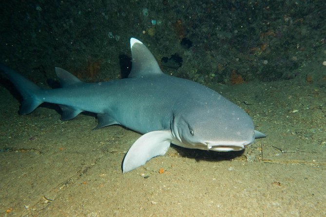Maui Certified Shore Diving from Lahaina - Who this is best for (and who should rethink it)