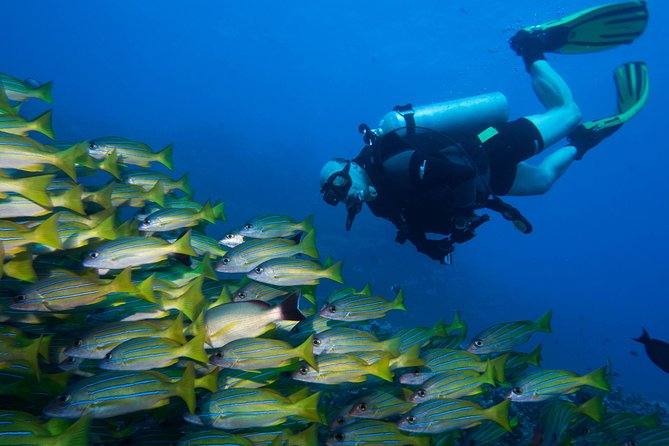 Maui Certified Shore Diving from Lahaina - Underwater highlights: fish names, turtles, eels, and calm water
