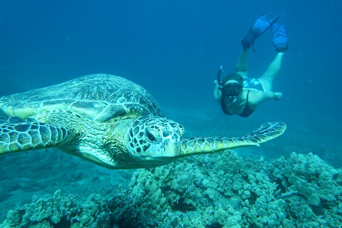 Maui Clear Kayak and Snorkel Tour: Swim with turtles (Makena) - Price and value: why $130 can feel fair for this format