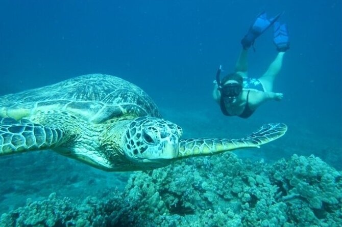 Maui Clear Kayak and Snorkel Tour: Swim with turtles (Olowalu) - What’s included in the $130 price (and what you’ll still pay for)