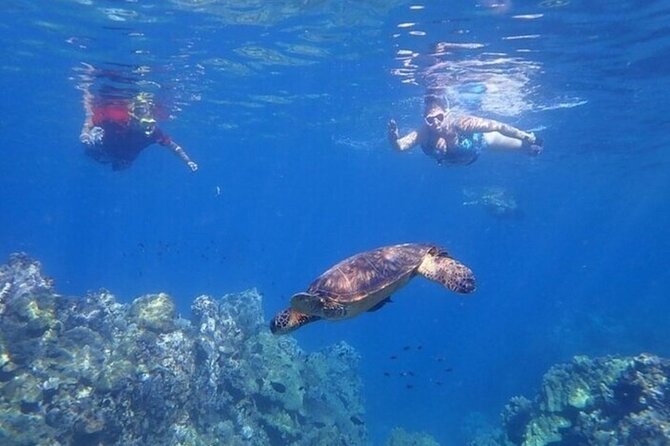 Maui Clear Kayak and Snorkel Tour: Swim with turtles (Olowalu) - Meeting point and timing: keep it simple, show up early