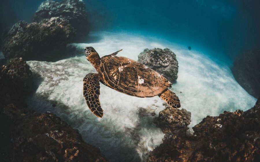 Maui: Deluxe Molokini Snorkel with Breakfast & Lunch - Key highlights worth your attention