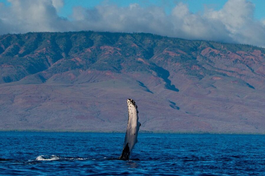 Maui: Deluxe Whale Watch Sail & Lunch from Ma<code>alaea Harbor – Key points to know before you go’ /></p>
<ul>
<li><strong>Guaranteed whale sightings or go again for free</strong> on an equal or lesser-value cruise within one year</li>
<li><strong>Underwater hydrophones</strong> so you can hear humpback whale songs, not just see splashes</li>
<li><strong>Marine Naturalist learning</strong> about mating, mother-and-calf behavior, and male competition</li>
<li><strong>Onboard lunch plus drinks</strong>, including island fruit, sliders, and brownies</li>
<li><strong>Kids can join the Jr. Naturalist Program</strong> for a family-focused education break</li>
<li><strong>Small comfort details</strong> like a not-overcrowded feel and easy-to-eat food options</li>
</ul>
<div class="twil" style="margin: 20px 0; padding: 15px 0;"><p>When the humpbacks are in: more Maui whale watches</p><ul style="margin: 10px 0; padding-left: 0; list-style: none;"><li style="margin: 6px 0; line-height: 1.4;"><a href="https://lovingmaui.com/from-maalaea-whale-watching-tour-aboard-the-quicksilver/">From Maalaea: Whale Watching Tour Aboard the Quicksilver</a><span style="margin-left: 8px; font-size: 0.82em; color: #555; white-space: nowrap;"><span style="color: #A32E24;">★</span> 4.5 &middot; 1,461 reviews</span></li><li style="margin: 6px 0; line-height: 1.4;"><a href="https://lovingmaui.com/maui-ultimate-whale-watch-from-lahaina/">Maui: Ultimate Whale Watch from Lahaina</a><span style="margin-left: 8px; font-size: 0.82em; color: #555; white-space: nowrap;"><span style="color: #A32E24;">★</span> 5.0 &middot; 1,162 reviews</span></li><li style="margin: 6px 0; line-height: 1.4;"><a href="https://lovingmaui.com/whales-guaranteed-maui-whale-watching-makai-adventures/">WHALES GUARANTEED Maui Whale Watching Makai Adventures</a><span style="margin-left: 8px; font-size: 0.82em; color: #555; white-space: nowrap;"><span style="color: #A32E24;">★</span> 5.0 &middot; 1,081 reviews</span></li><li style="margin: 6px 0; line-height: 1.4;"><a href="https://lovingmaui.com/maalaea-harbor-whale-watching-tour-aboard-power-catamaran/">Ma’alaea Harbor: Whale Watching Tour Aboard Power Catamaran</a><span style="margin-left: 8px; font-size: 0.82em; color: #555; white-space: nowrap;"><span style="color: #A32E24;">★</span> 4.6 &middot; 979 reviews</span></li></ul></div><h2 id="maalaea-whale-watch-what-makes-this-one-work">Maalaea whale watch: what makes this one work</h2>
<p><img width="900" height="600" decoding="async" src=