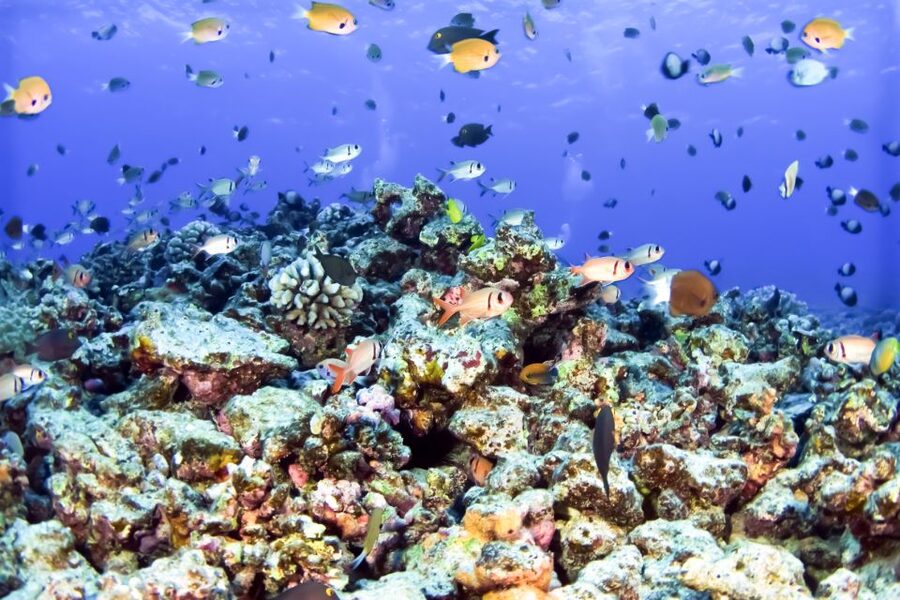 Maui: Eco-Friendly Molokini & Turtle Town Tour with Meals - Molokini and Turtle Arches: Two Stops, One Big Payoff