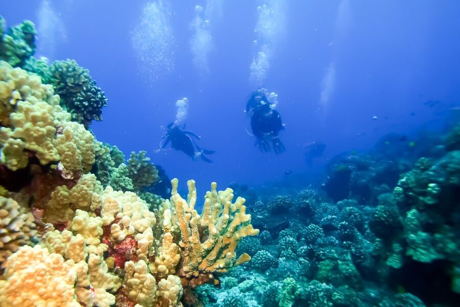 Maui: Eco-Friendly Molokini & Turtle Town Tour with Meals - Should You Book This Molokini and Turtle Town Tour?