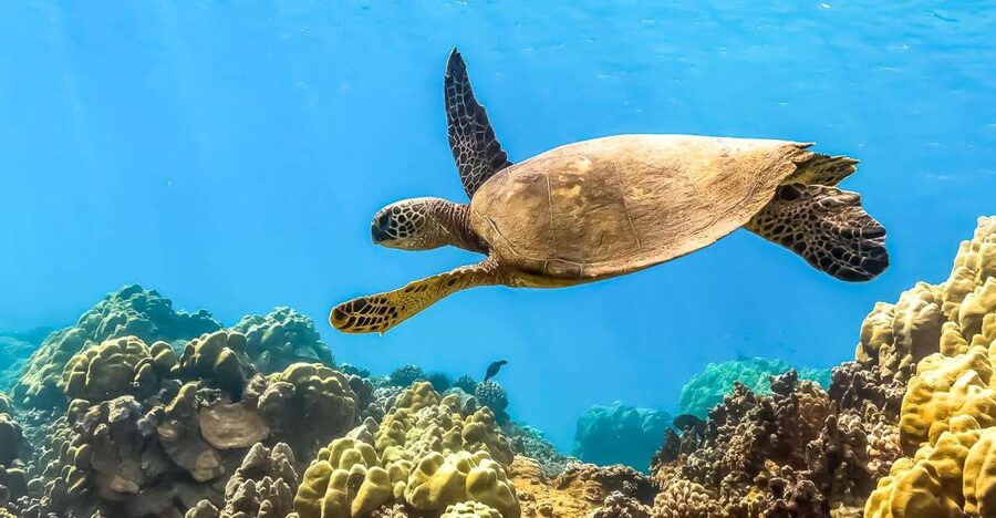 Maui: Eco-Friendly Molokini & Turtle Town Tour with Meals - Meeting at Pacific Whale Foundation Ocean Store: Parking Is the Real Challenge