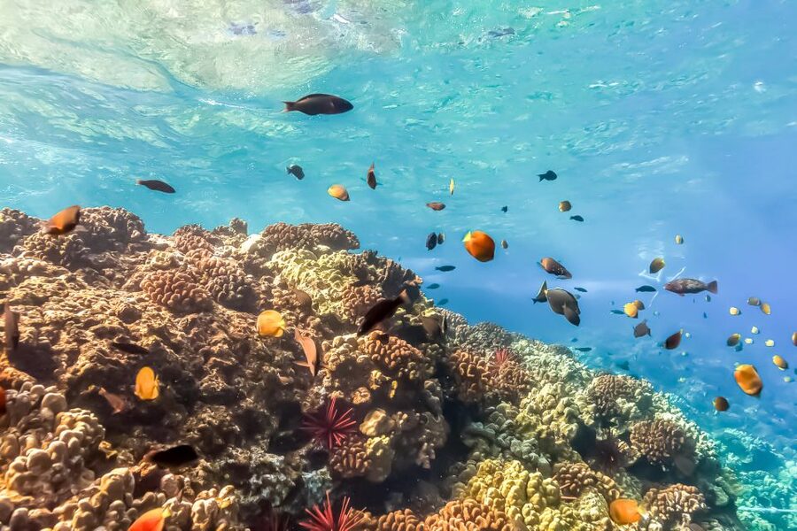 Maui: Eco-Friendly Molokini & Turtle Town Tour with Meals - Snorkel Coaching + Optical Masks: Why Beginners Feel Comfortable