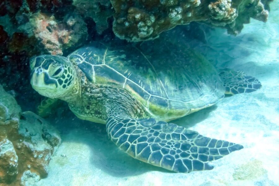 Maui: Eco-Friendly Molokini & Turtle Town Tour with Meals - Lunch and Photo Moments: Eat, Reset, Then Head Back