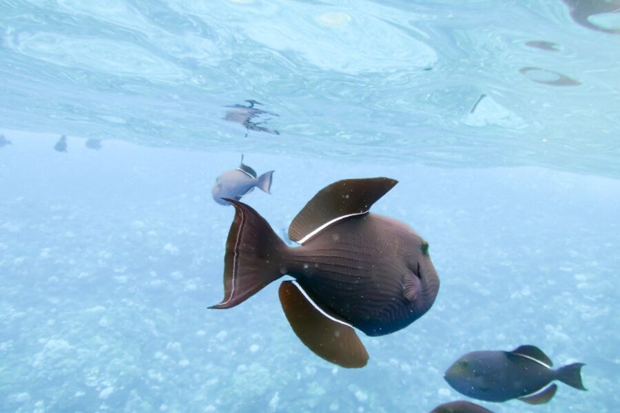 Maui: Eco-Friendly Molokini & Turtle Town Tour with Meals - Who This Tour Fits Best (and Who Might Want Another Option)