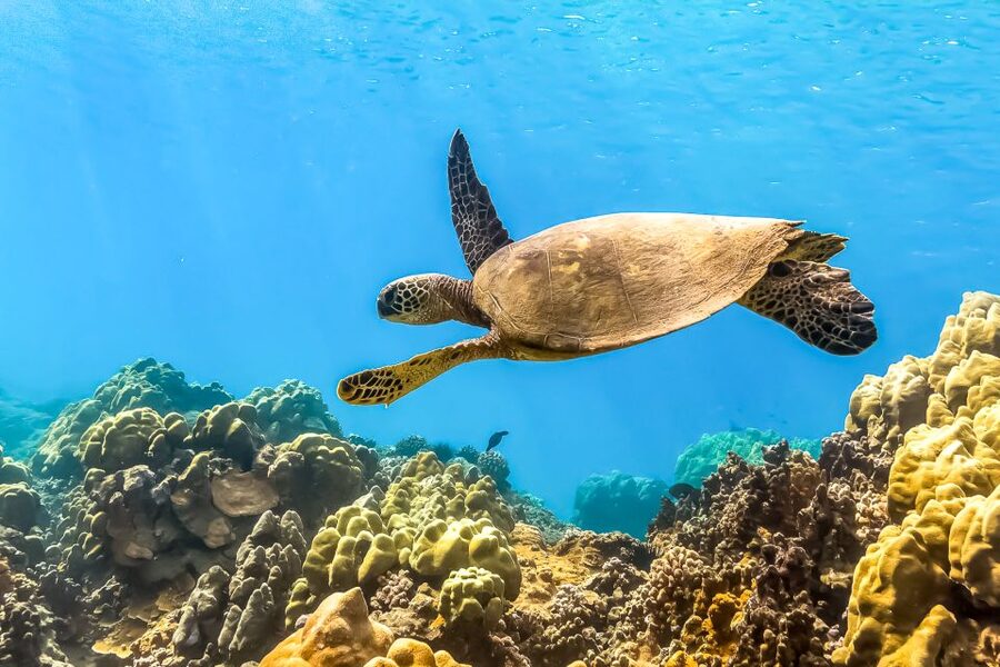 Maui: Eco-Friendly Molokini & Turtle Town Tour with Meals - Breakfast on Board: Fuel for Snorkeling Without the Hangry Factor