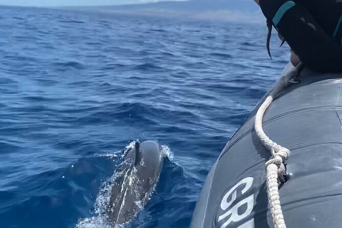 Maui Eco-Raft: 2 Hour Dolphin Watch Sightsee Tour (Semi-Private) - Key things that make this Maui dolphin watch worth your time