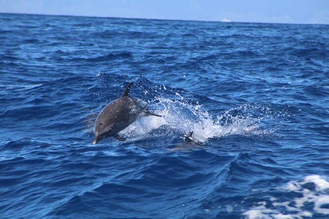 Maui Eco-Raft: 2 Hour Dolphin Watch Sightsee Tour (Semi-Private) - A front-row dolphin watch without the big-boat hassle
