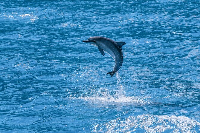 Maui Eco-Raft: 2 Hour Dolphin Watch Sightsee Tour (Semi-Private) - No snorkeling, but you still get a real ocean adventure
