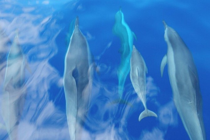 Maui Eco-Raft: 2 Hour Dolphin Watch Sightsee Tour (Semi-Private) - The guides: why the commentary can make or break the experience