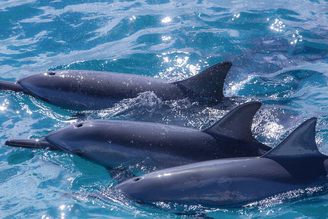 Maui Eco-Raft: 2 Hour Dolphin Watch Sightsee Tour (Semi-Private) - Snacks, optional lunch wraps, and what to pack