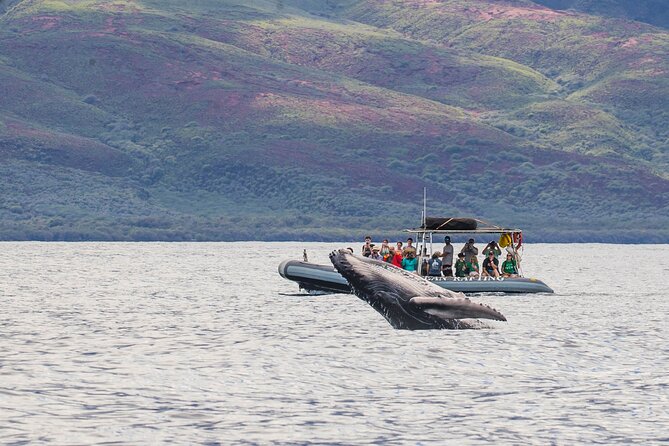 Maui Eco-Raft Tour: Eye-Level Whale or Dolphin Watching - Lahaina - Maui Eco-Raft Tour at Eye Level: What Makes This Lahaina Watch Feel Different