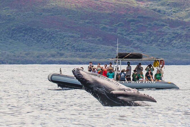 Maui Eco-Raft Tour: Eye-Level Whale or Dolphin Watching - Lahaina - Key Moments That Define This Zodiac Raft Tour