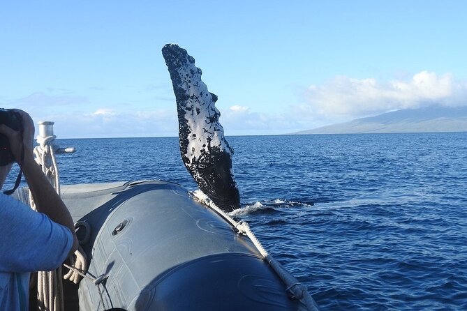 Maui Eco-Raft Tour: Eye-Level Whale or Dolphin Watching - Lahaina - The Cruise Flow: How the Lahaina Search and the Maui Water Time Work