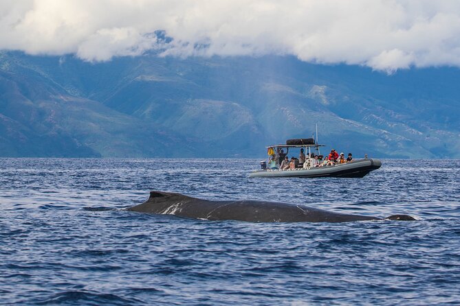 Maui Eco-Raft Tour: Eye-Level Whale or Dolphin Watching - Lahaina - Guides, Marine Narration, and the Hydrophone Whale-Song Moment