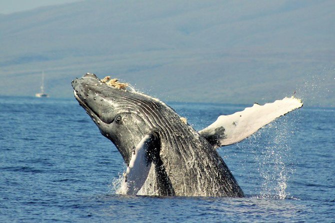 Maui Eco-Raft Tour: Eye-Level Whale or Dolphin Watching - Lahaina - Comfort, Safety, and Who Should Think Twice