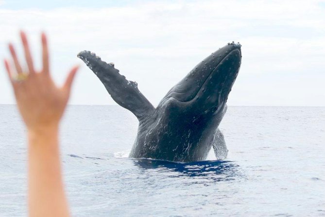 Maui Eco-Raft Tour: Eye-Level Whale or Dolphin Watching - Lahaina - Why the $85.16 Price Can Still Be a Strong Value
