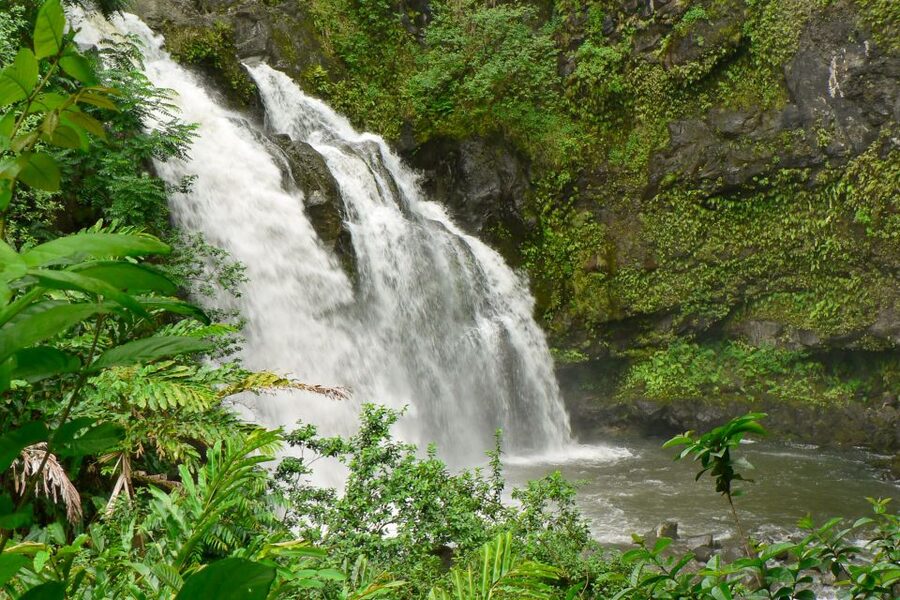 Maui: Guided Rainforest and Waterfall Walk & Swim - The Walk: Easy Distance, Wet Feet Reality