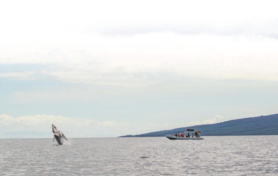 Maui: Guided Whale Watching Tour on Eco Raft - Key takeaways before you book