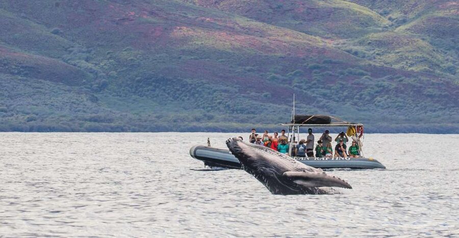 Maui: Guided Whale Watching Tour on Eco Raft - Snacks on board: a small perk that keeps momentum going