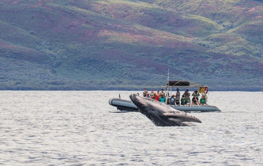 Maui: Guided Whale Watching Tour on Eco Raft - Guaranteed whale time from Lahaina’s Front Street