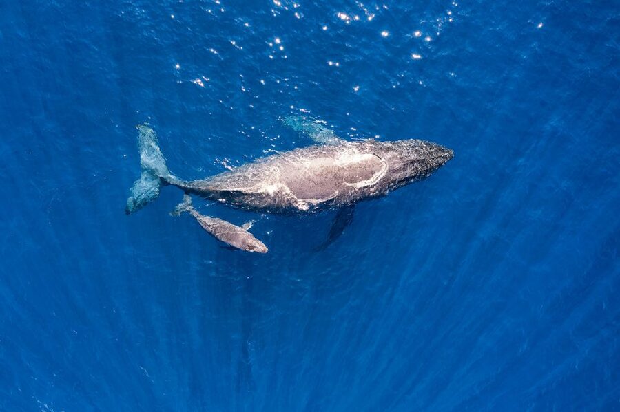 Maui: Guided Whale Watching Tour on Eco Raft - Marine naturalist guidance that makes whales click