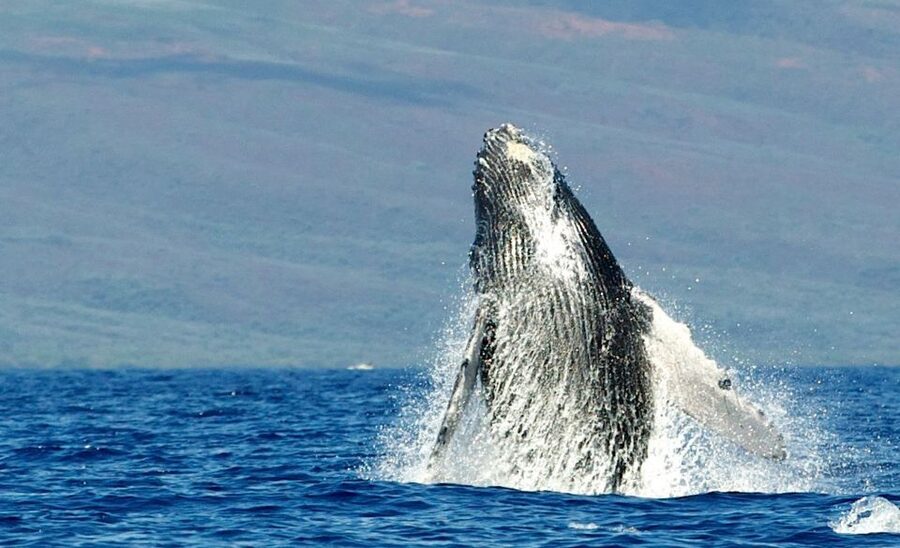 Maui: Guided Whale Watching Tour on Eco Raft - Small-group, family-style cruising that avoids the big-tour chaos