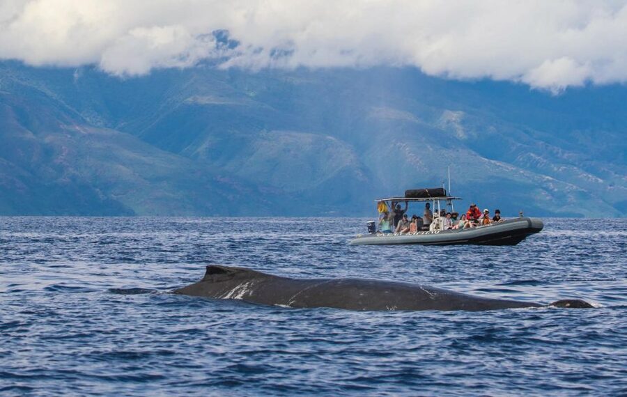 Maui: Guided Whale Watching Tour on Eco Raft - Staying dry with no snorkeling (and what “no in-water” means)