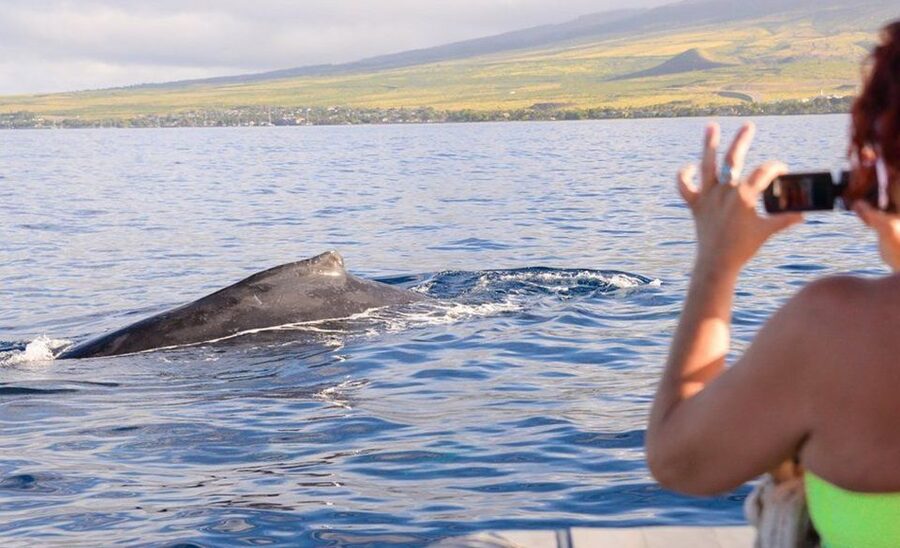 Maui: Guided Whale Watching Tour on Eco Raft - What to expect in the whale-watching window