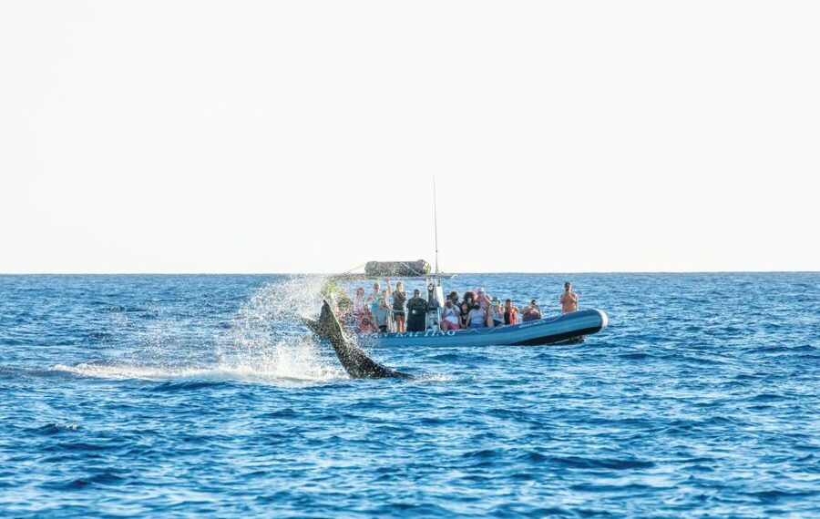Maui: Guided Whale Watching Tour on Eco Raft - How the 2–5 hour eco-raft outing really plays