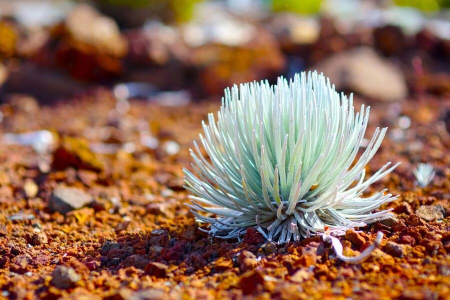 Maui: Haleakala Sunrise Eco Tour with Breakfast - Should You Book? My Decision Guide