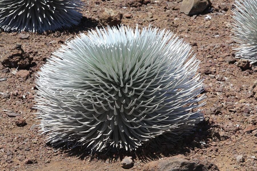 Maui: Haleakala Sunrise Tour with Pick-up - Haleakalā Crater: why you don’t want to skip the rest of the day