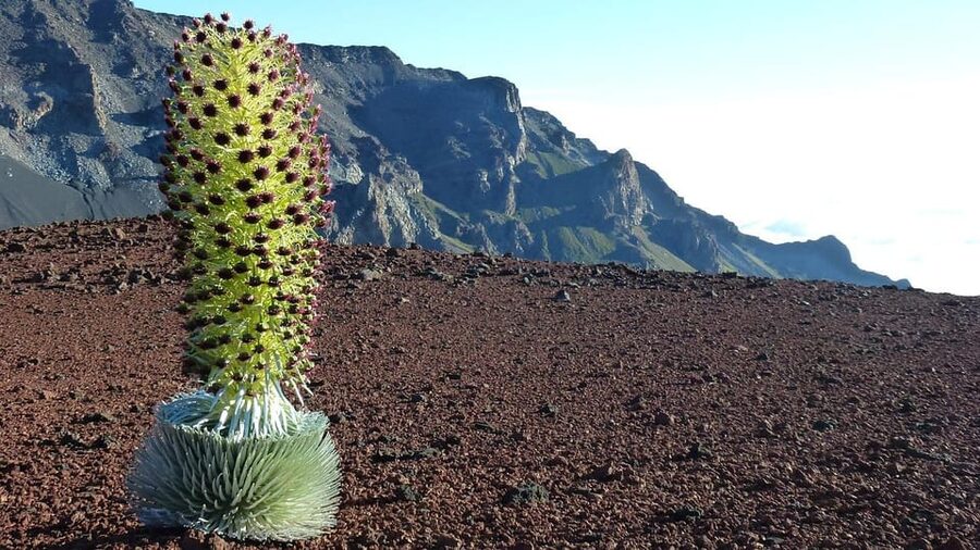 Maui: Haleakala Sunrise Tour with Pick-up - Should you book this sunrise tour?