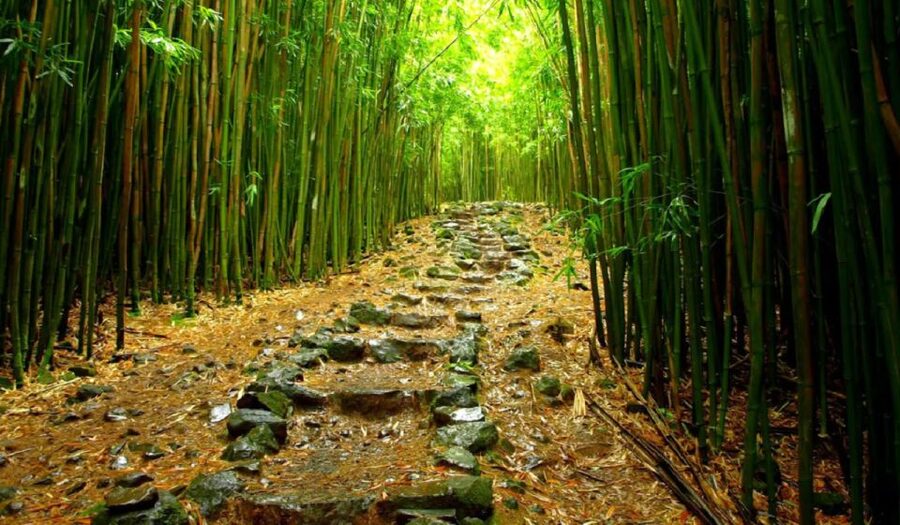 Maui: Hana Hiking Tour with Lunch - Key points I’d circle on your planning list