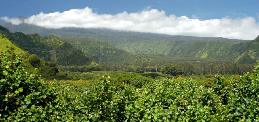 Maui: Hana Hiking Tour with Lunch - Hana Highway to East Maui: the road trip part that sets the tone