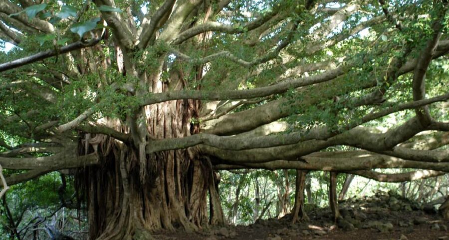 Maui: Hana Hiking Tour with Lunch - The 4.5-mile hike in Maui’s National Park and what you’ll see at Seven Sacred Pools