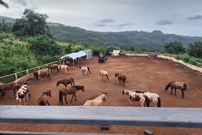 Maui Horseback Adventure at Circle M Ranch With Real Cowboys - Taro Patches and Plantation Homes: The Local Details You’ll Actually Remember