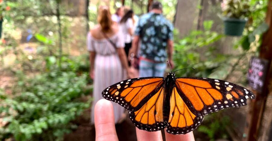 Maui: Interactive Butterfly Farm Entrance Ticket - Monarch Butterflies and the Conservation Message That Actually Lands